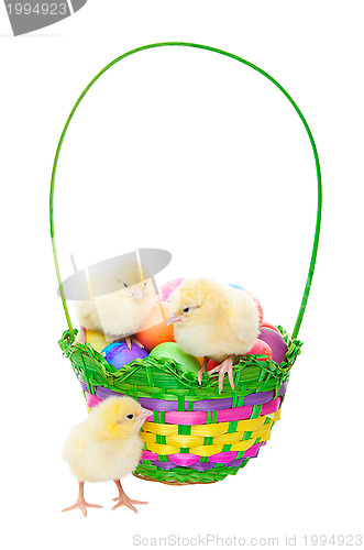 Image of Chicks in Easter Basket