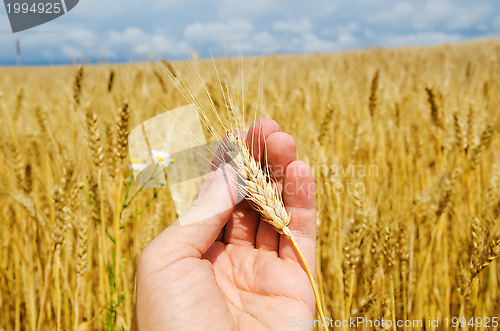 Image of gold harvest in hand