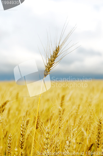 Image of field of golden barley