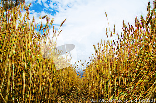 Image of field of wheat inside