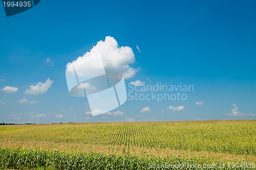 Image of field with maize