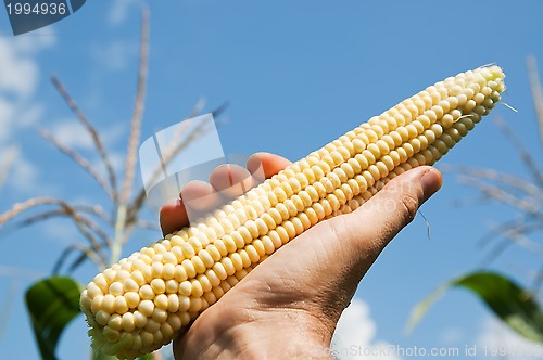 Image of raw corn in hand