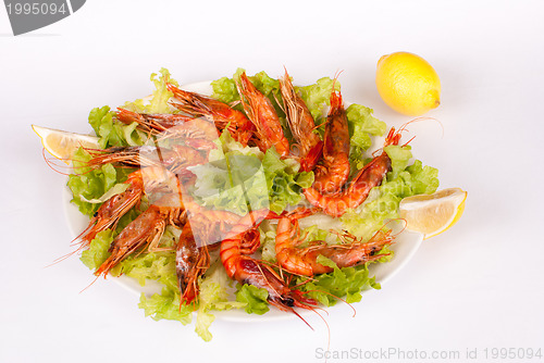 Image of Mediterranean prawns