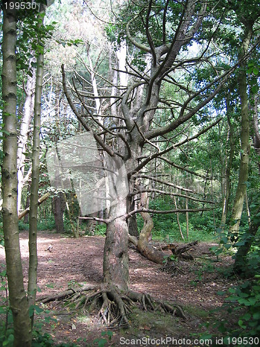 Image of Dead tree