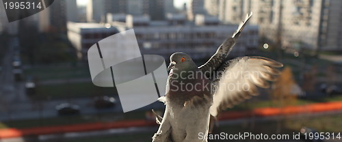 Image of fly doves