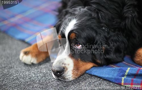 Image of St. Bernard dog