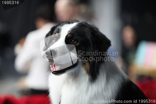 Image of St. Bernard dog