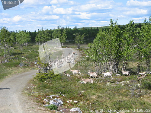 Image of goats in Langedrag