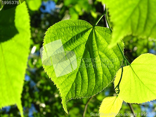 Image of Green foliage of spring tree