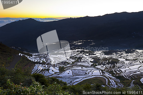 Image of Sunrise at rice terrace fields in Yuanyang, Yunnan Province, Chi