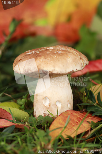 Image of Mushroom