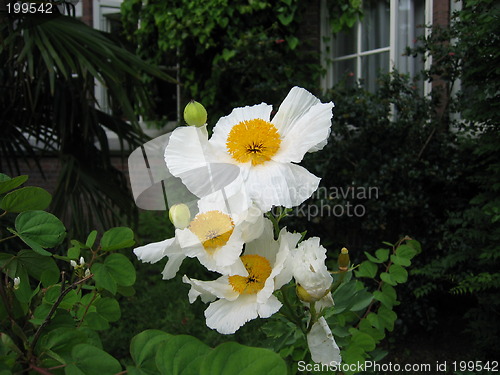 Image of Garden flowers