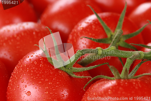 Image of Closeup of tomatoes with water drops