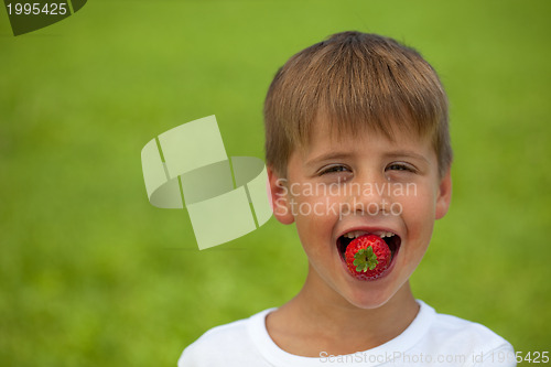 Image of Little boy eats a strawberry