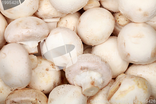 Image of Fresh mushrooms