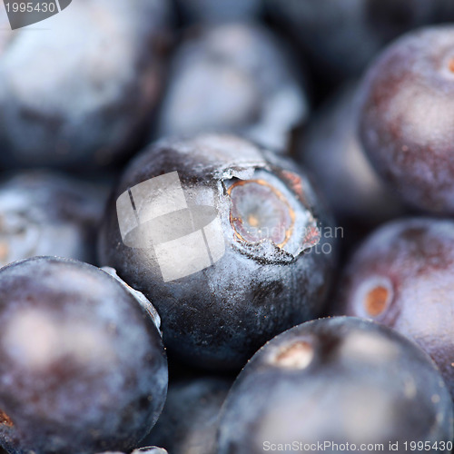 Image of Fresh Blueberries