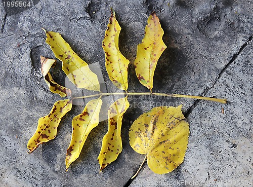 Image of Yellow Fallen Leaves