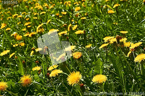 Image of Yellow dandelions on meadow