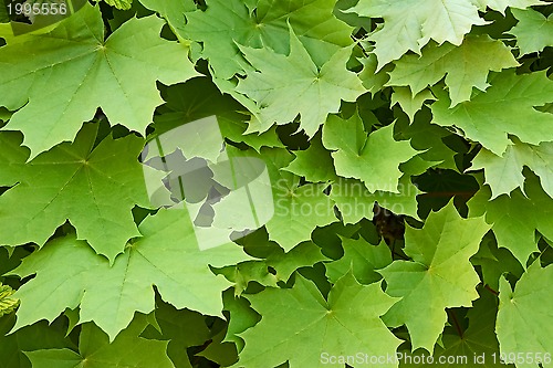 Image of Maple leaves in springtime