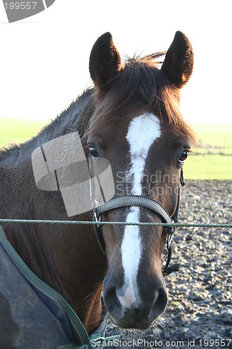 Image of Horse head