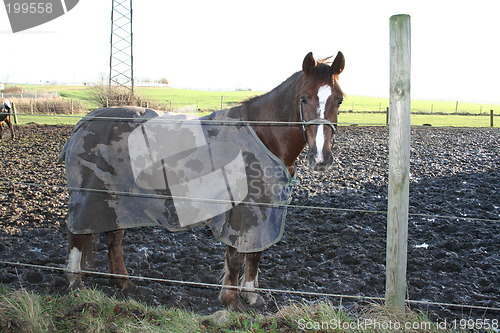 Image of Horse with blanket