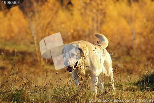 Image of hunting dog in the forest