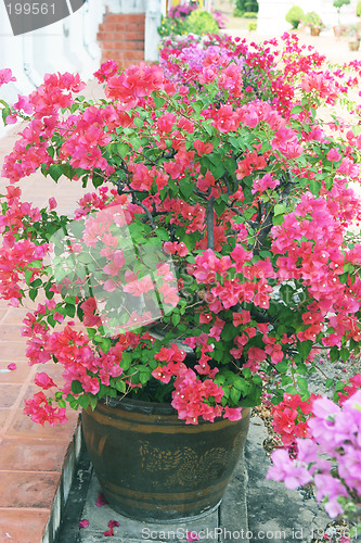 Image of Blooming pink
