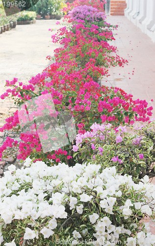 Image of Beautiful flower garden