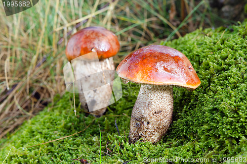 Image of water drop red cap scaber stalk mushroom on moss 