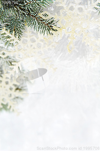 Image of Snowy spruce branches