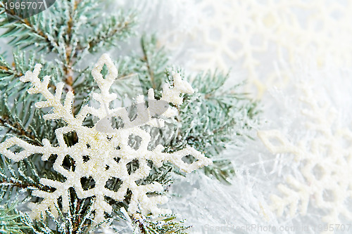 Image of Snowy spruce branches