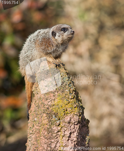 Image of Alert: watchful meercat on the mound