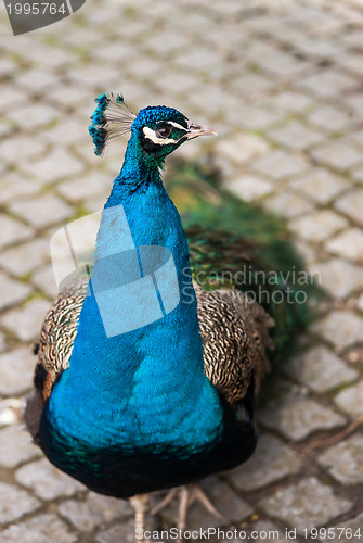 Image of Peafowl or peacock: Bird of Juno. Artistic shallow DOF