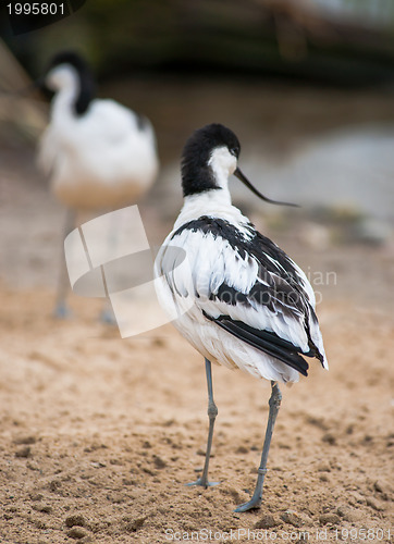 Image of Pied avocet: black and white wader