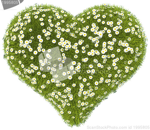 Image of Green grass heart shape with camomile flowers isolated