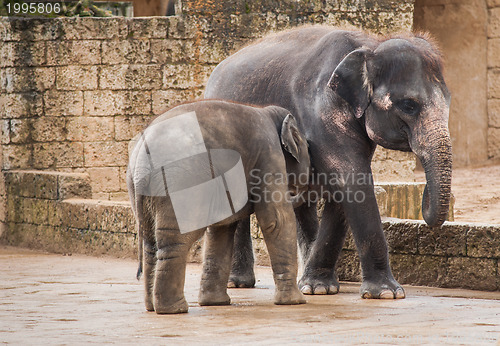 Image of Feeding the elephant calf by female