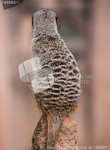 Image of Back of the watchful meerkat on mound