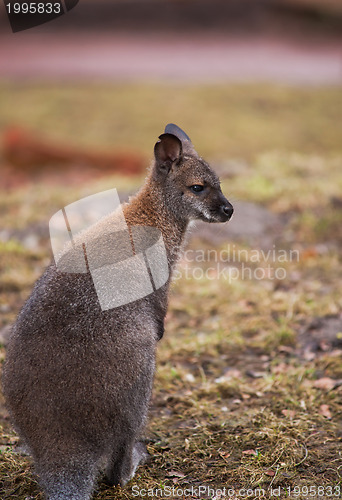 Image of Marsupials: Wallaby in zoo