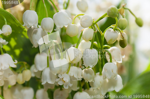 Image of Lilies of the valley, close up