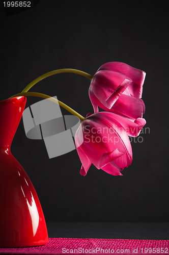 Image of pink tulips in a vase on a black background 