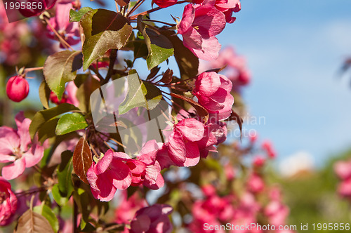Image of Magnolia blossoming in park, close up