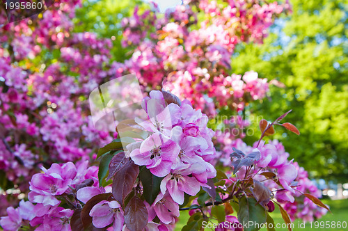 Image of Magnolia blossoming in park, close up