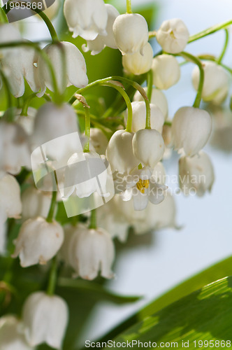 Image of Lilies of the valley, close up