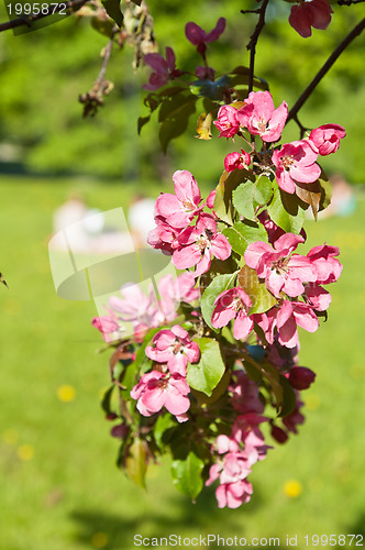 Image of Magnolia blossoming in park, close up