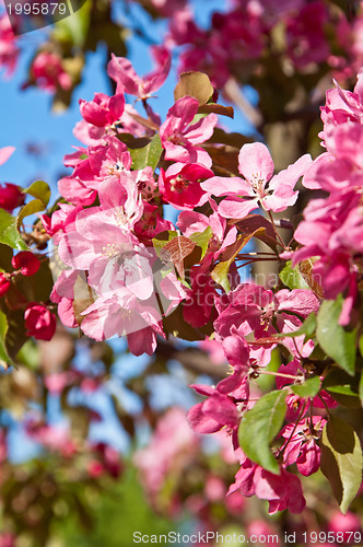 Image of Magnolia blossoming in park, close up