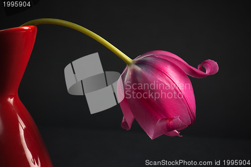 Image of pink tulips in a vase on a black background 