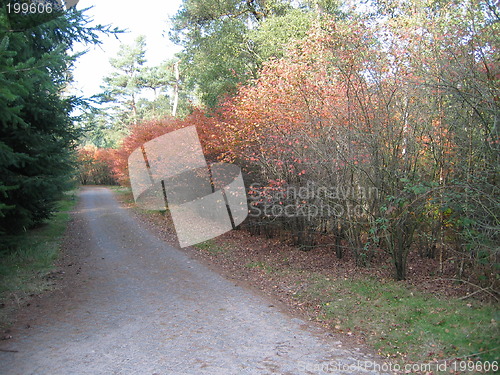 Image of autumn road
