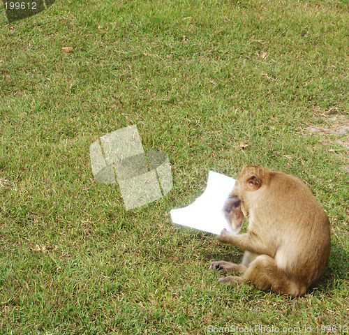 Image of Monkey in the mirror