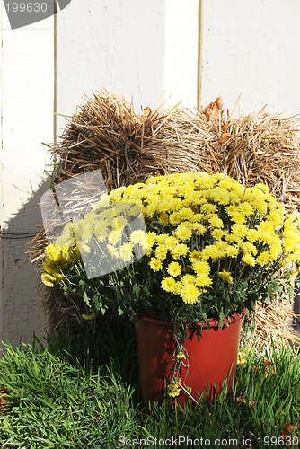 Image of Beautiful yellow flowers