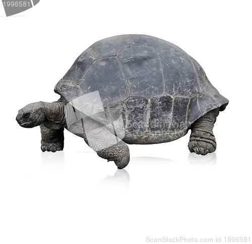 Image of Galapagos Giant Tortoise